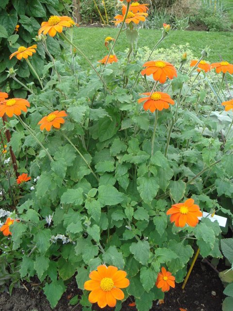 Tithonia rotundifolia 'Goldfinger'